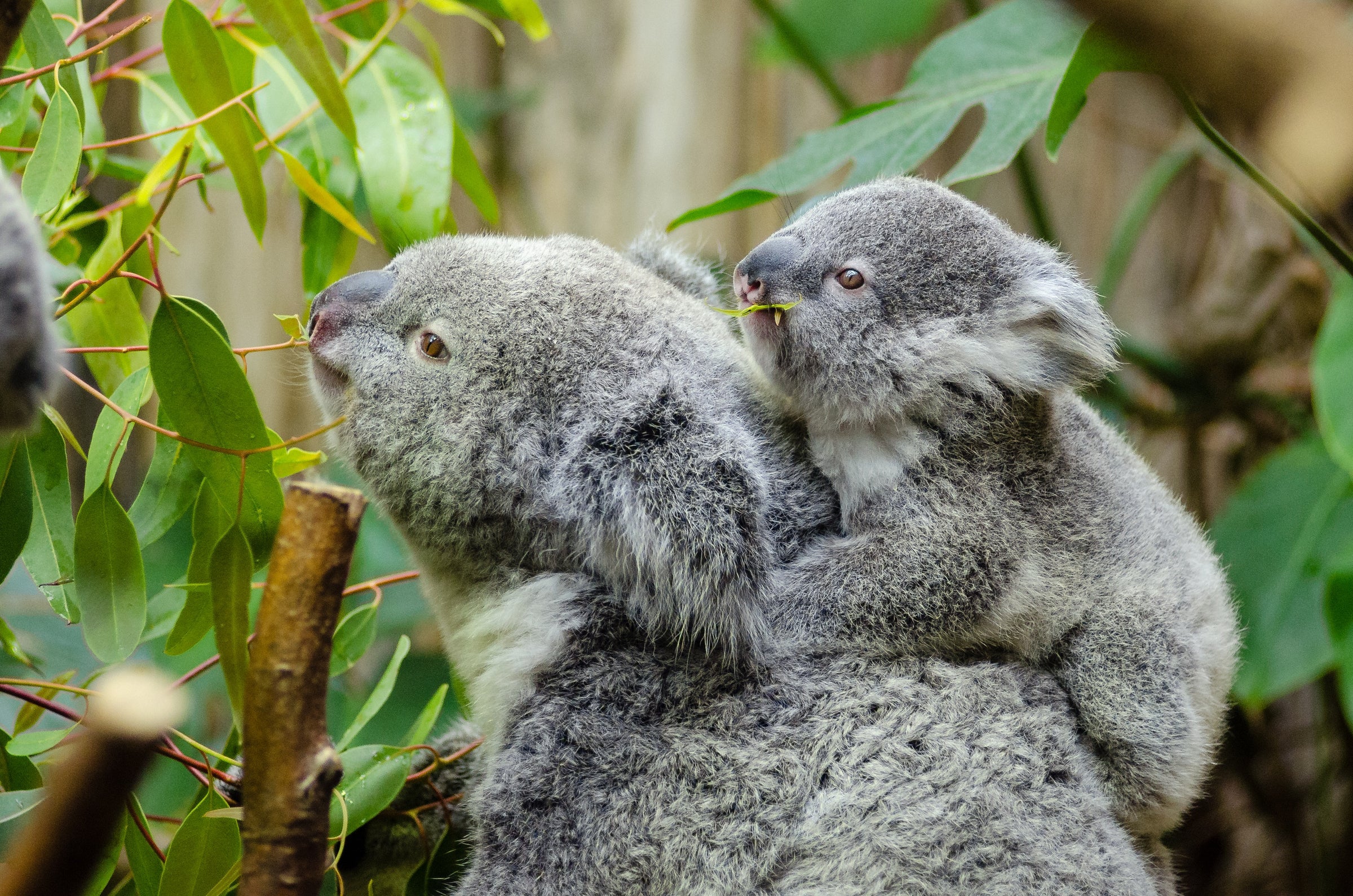 Sauvez les Koalas : Chaque Achat Compte